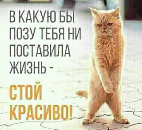 Муркотушки! демотиваторы,животные,позитив,Смешные животные