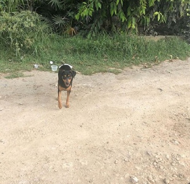 Собака стоит