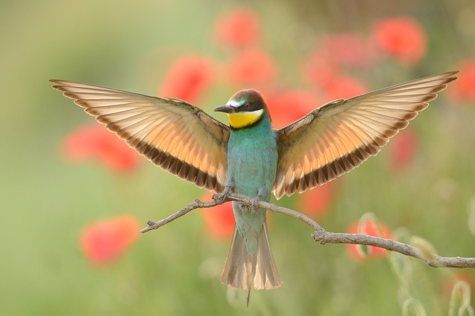 The world of birds Radoslav Tsvetkov 08