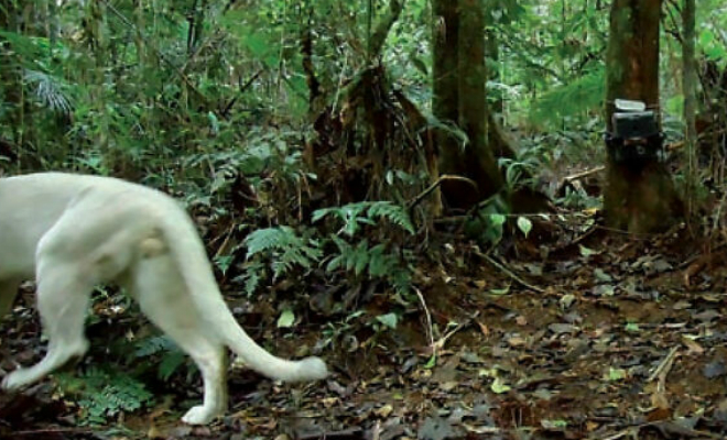 Камера в лесу засняла пуму-альбиноса. Фото животного, которое существует в единственном экземпляре животного, фактически, момента, такие, лейкизм, Ученые, окраски, отклонения, генетические, Geographic, National, данным, пумыПо, случай, дикой, лейкизма, подтвержденный, истории, первый, запечатлен
