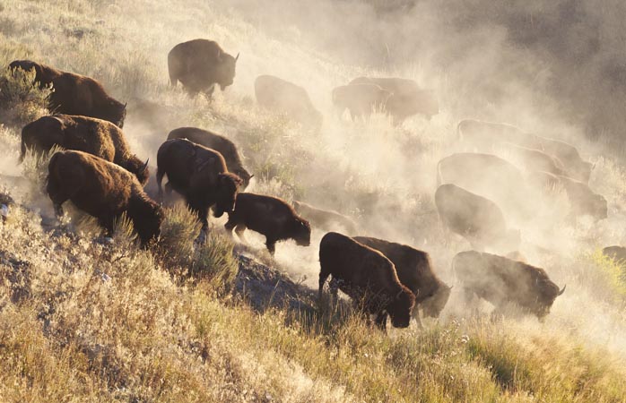 Американские бизоны в Йеллоустонском национальном парке