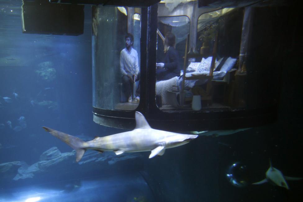 People look at sharks from an underwater room structure installed in the Aquarium of Paris