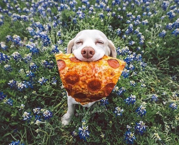 В собачьем языке слова «счастье» и «еда» — это синонимы gif, фото, юмор