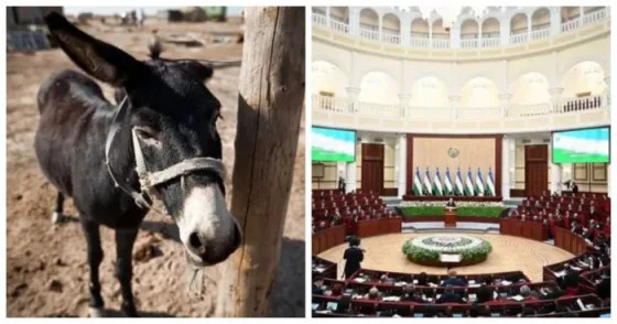 Парламент Узбекистана не принимает законопроект, запрещающий зоофилию