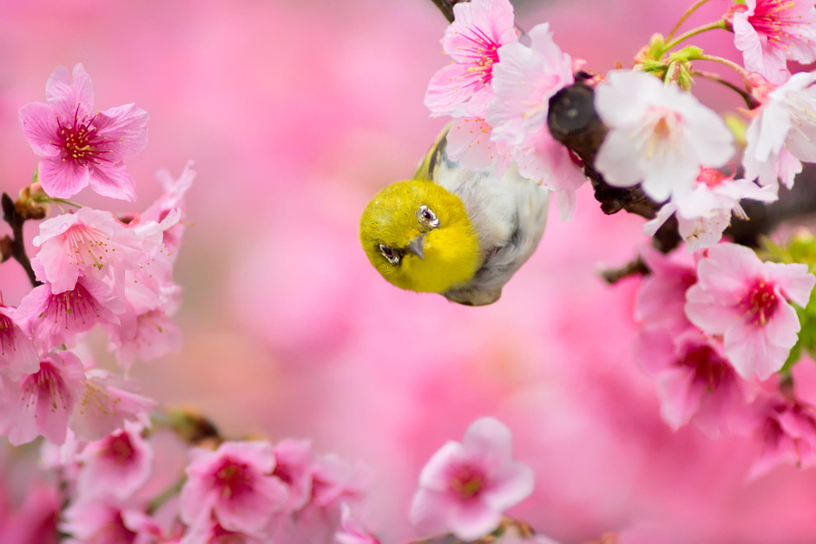 Hello, автор — FuYi Chen на 500px.com