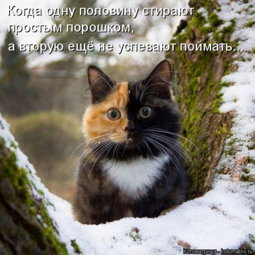 Новая котоматрица (36 фото)
