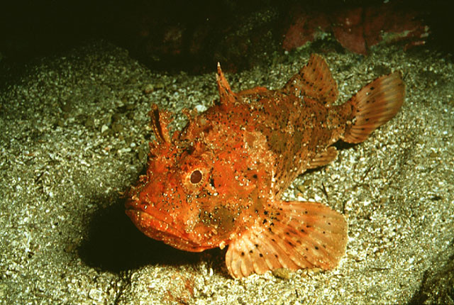 А всё ли мы знаем о Чёрном море Чёрное море, интересное, факты