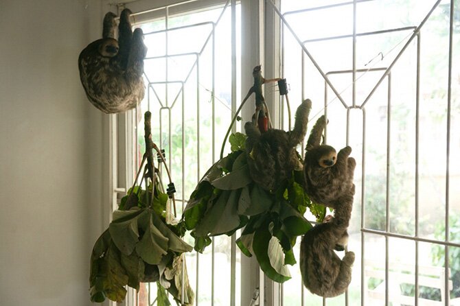 Как живется с 200 ленивцами