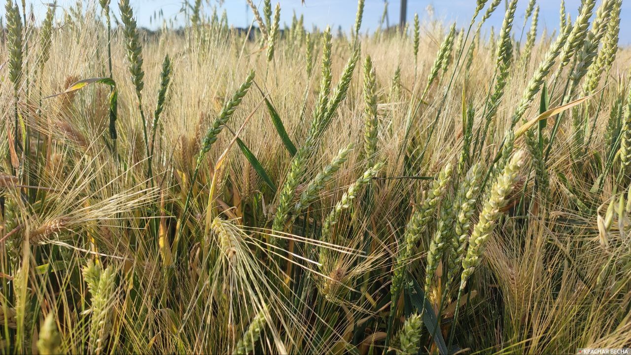 Адыгея превзошла прошлогодние показатели урожая озимой пшеницы на 13%