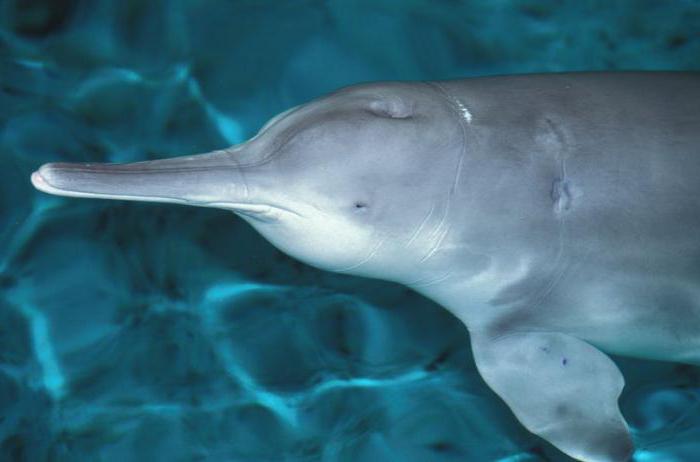 Исчезающие виды животных: китайский речной дельфин  (байцзи) 