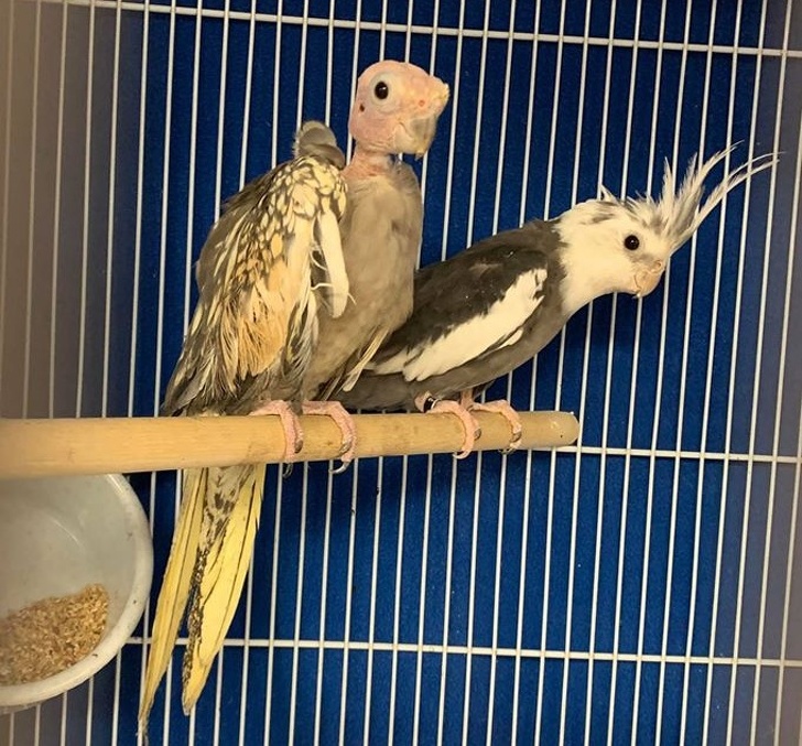 20 домашних зверушек, как источник любви и ласки для всего и всея 20 домашних зверушек, как источник любви и ласки для всего и всея не всё так грустно