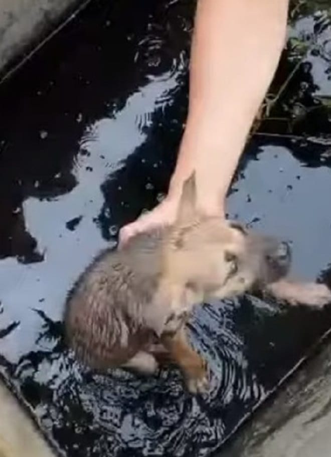 Два мальчика нашли крохотного щенка в грязной воде. Дети поняли, что сами его не спасут 