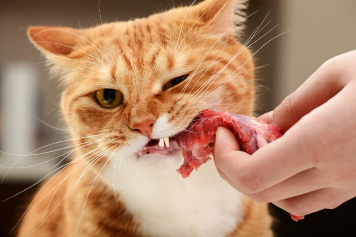 Какие «человеческие» продукты питания можно давать кошке, не опасаясь за ее здоровье домашние животные,наши любимцы