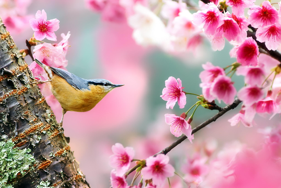 Eurasian Nuthatch, автор — FuYi Chen на 500px.com