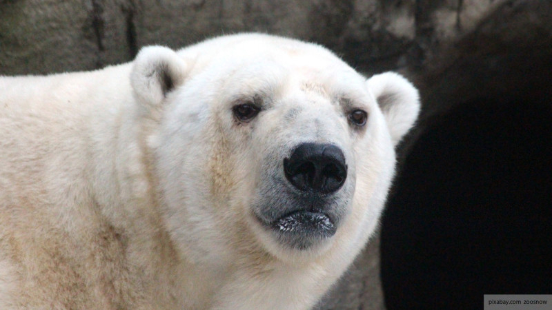 Красноярских белых медведей накормили полярным тортом