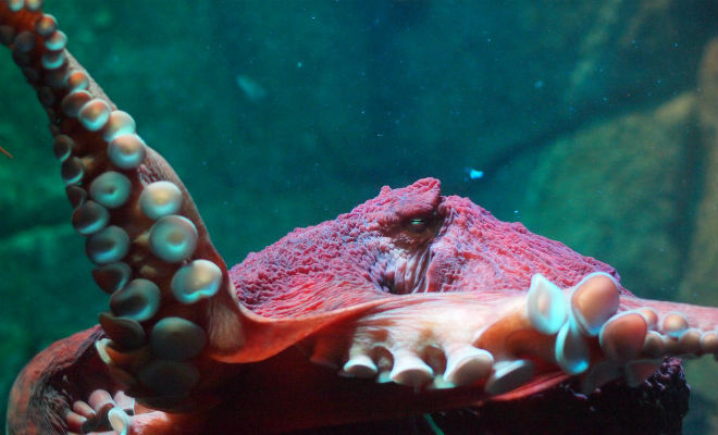 Два осьминога не поделили территорию: редкое подводное видео
