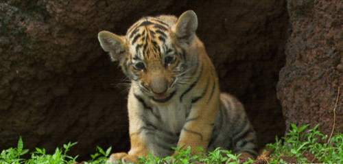 Подборка позитивных и веселых гифок Подборка позитивных и веселых гифок