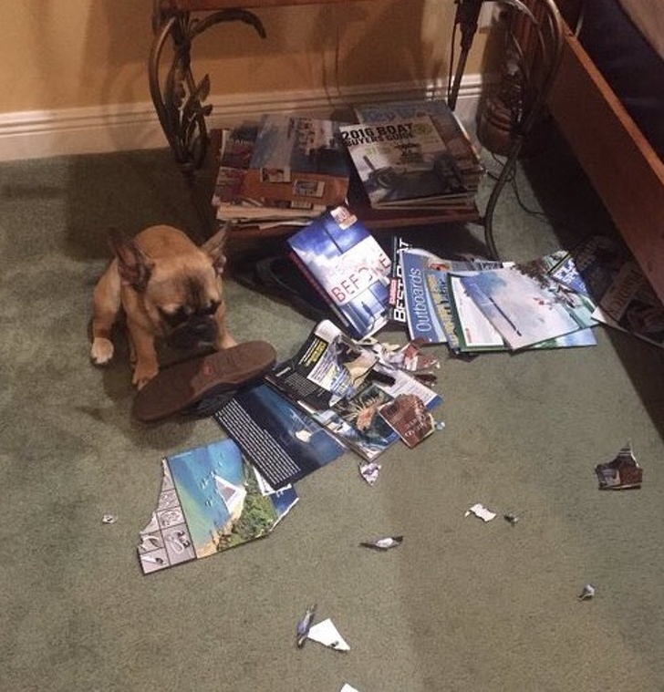 20 раз, когда владельцы поймали своих домашних животных с поличным 20 раз, когда владельцы поймали своих домашних животных с поличным