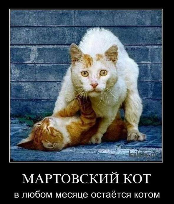 Мартовский кот