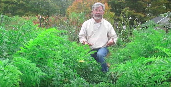 Как посадить морковь «по-американски», которая точно вырастет при любых условиях! домашний очаг