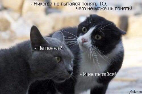 Возможно, это изображение (кот и текст «никогд a не пытайся понять TO, чего не можешь понять! -не понял? и не пытайся! pikabu.ru»)