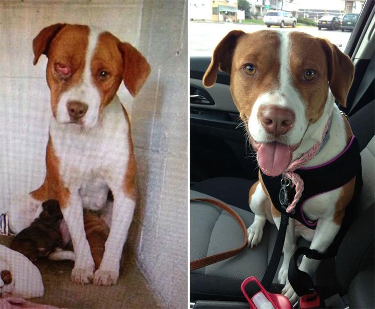 before-and-after-photos-of-adopted-dogs-9