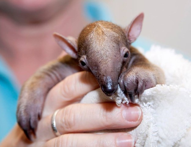 And this baby tamandua who loves to pose for the camera.