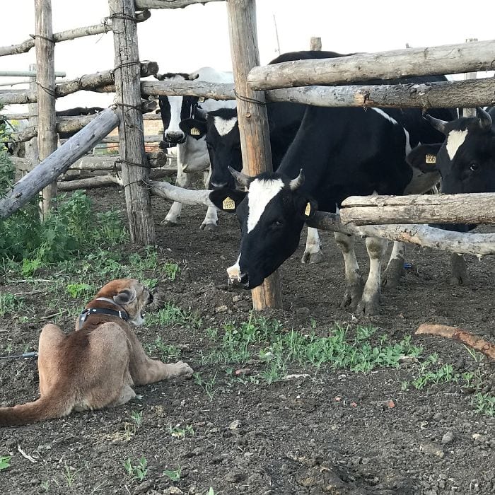 Пара забрала пуму из саранского контактного зоопарка и превратила её в разбалованного домашнего кота Пара забрала пуму из саранского контактного зоопарка и превратила её в разбалованного домашнего кота животные