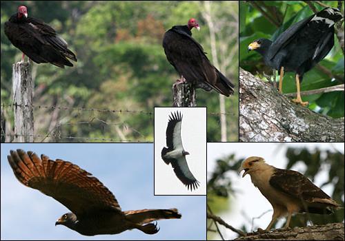 Влияние внешнего облика и жизнеописания на название хищных птиц