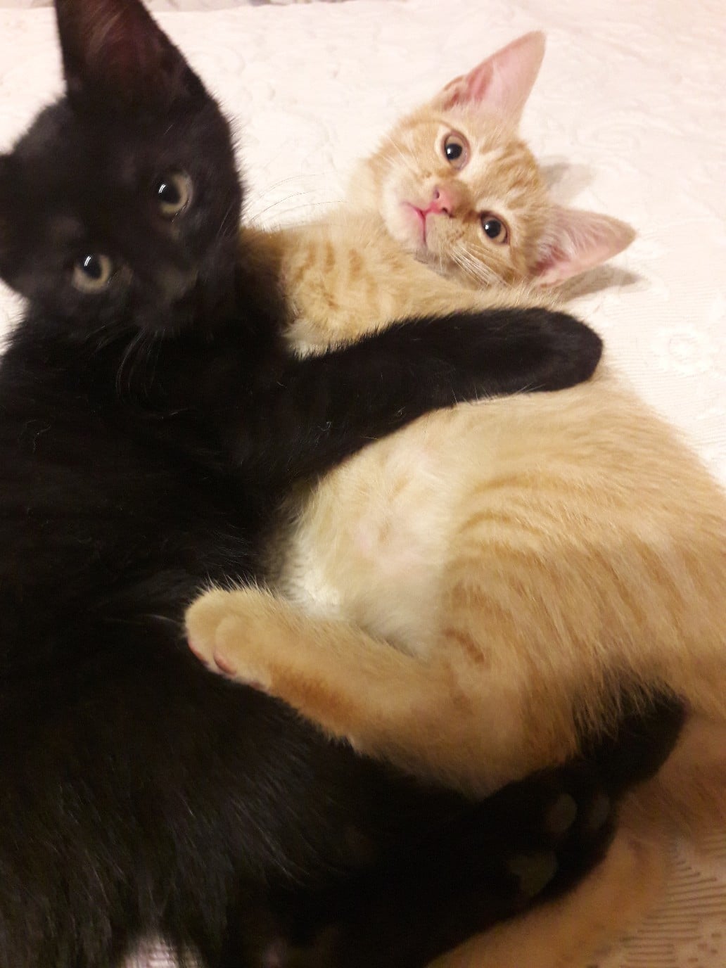 два котенка