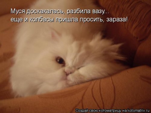 Котоматрицы недели прикольные картинки