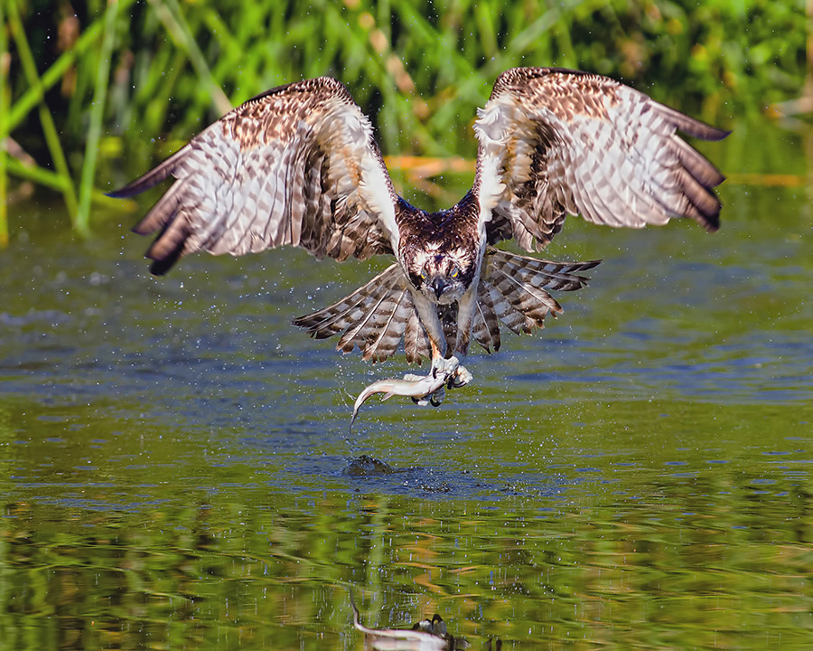Got Lunch by Andrew J. Lee on 500px.com