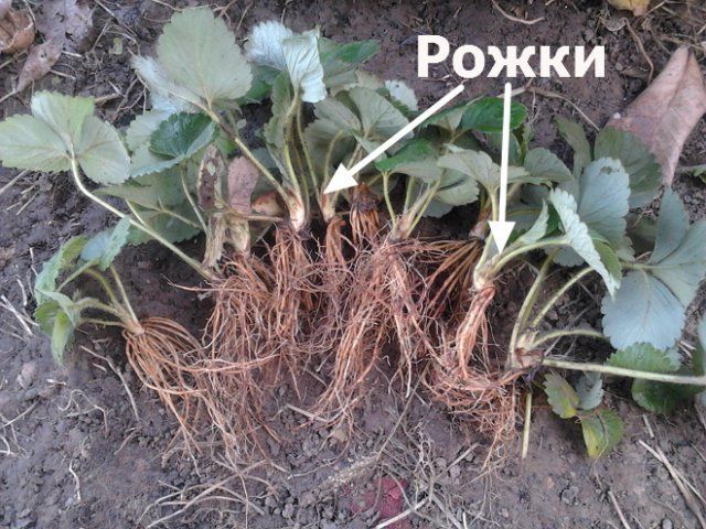 Чем толще рожки, тем лучше урожай Весенняя рассада клубники