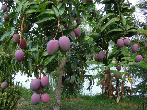 Как выглядят и растут 4 таких знакомых нам экзотических фрукта — вы вряд ли это знали! плода, название, манго, довольно, только, сложный, дереве, некоторые, растут, выглядят, весом, цветков, мангифера, очень, Однако, бывал, видел, ананасные, деревьях, российских