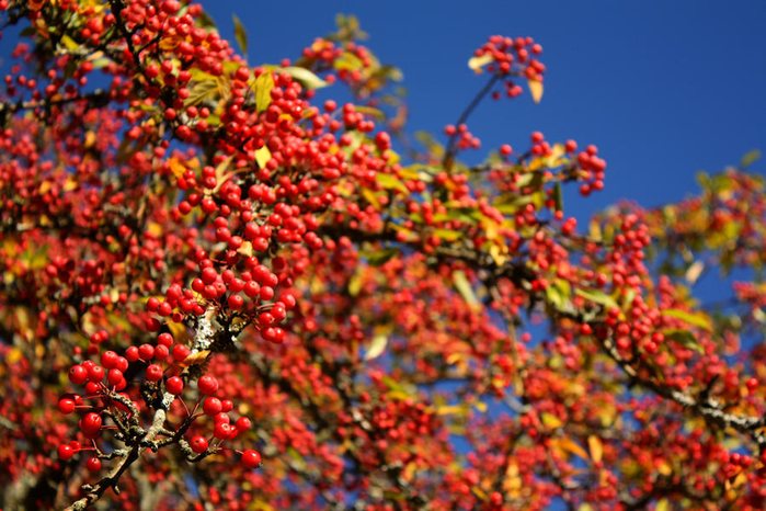 Осеннее настроение Осеннее настроение настроение,осень,позитив,природа