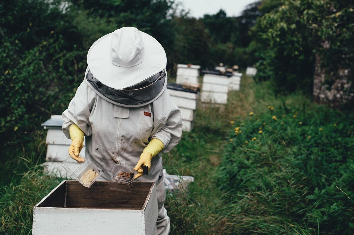 Пчелы правильные и неправильные: откуда берутся злые пчелы и что с этим делать дача,приусадебное хозяйство,пчеловодство,сад и огород