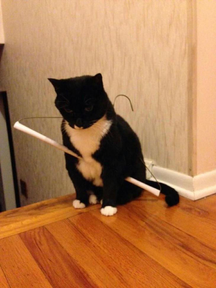 25 смешных животных попавших в неловкие ситуации 25 смешных животных попавших в неловкие ситуации