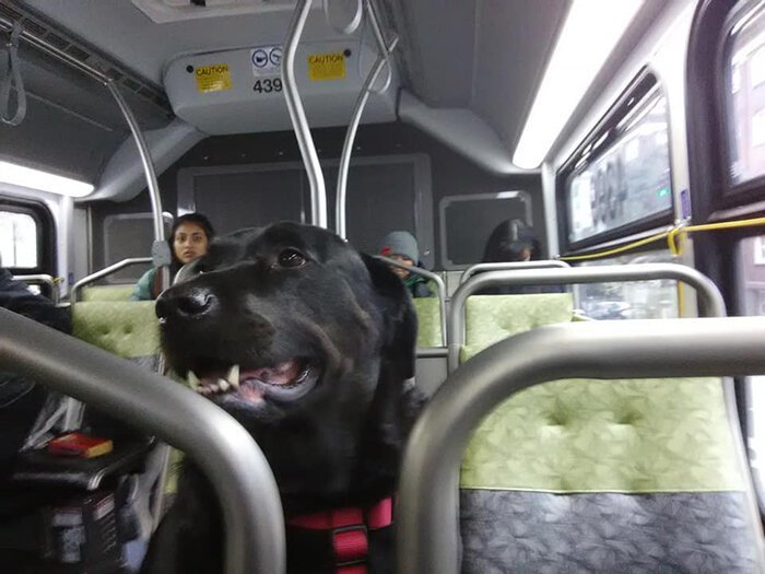 Собака самостоятельно ездит в парк на автобусе и пользуется проездным возвращается, часов, Эклипс, садится, автобус, проводит, лабрадор, домой, друзьями, парке, несколько, центра, собственный, собаки, Многим, улыбаться, водителей, заставляет, проездной«Она, Каждый