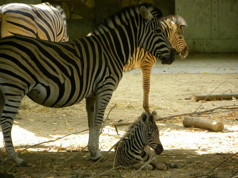 Зоопарк Антверпена - один из старейших парков мира зоопарк,места,природа,путешествия