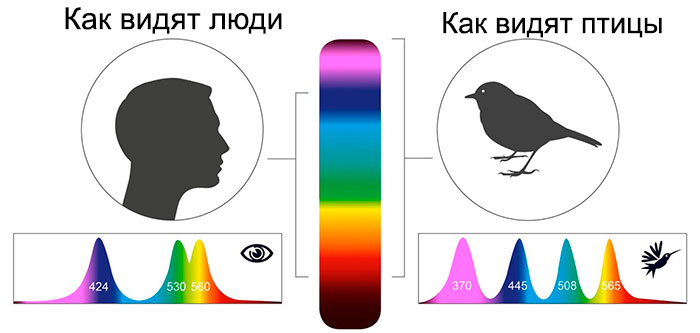 Вот как птицы видят мир по сравнению с людьми зрение,интересное,природа,птицы,факты