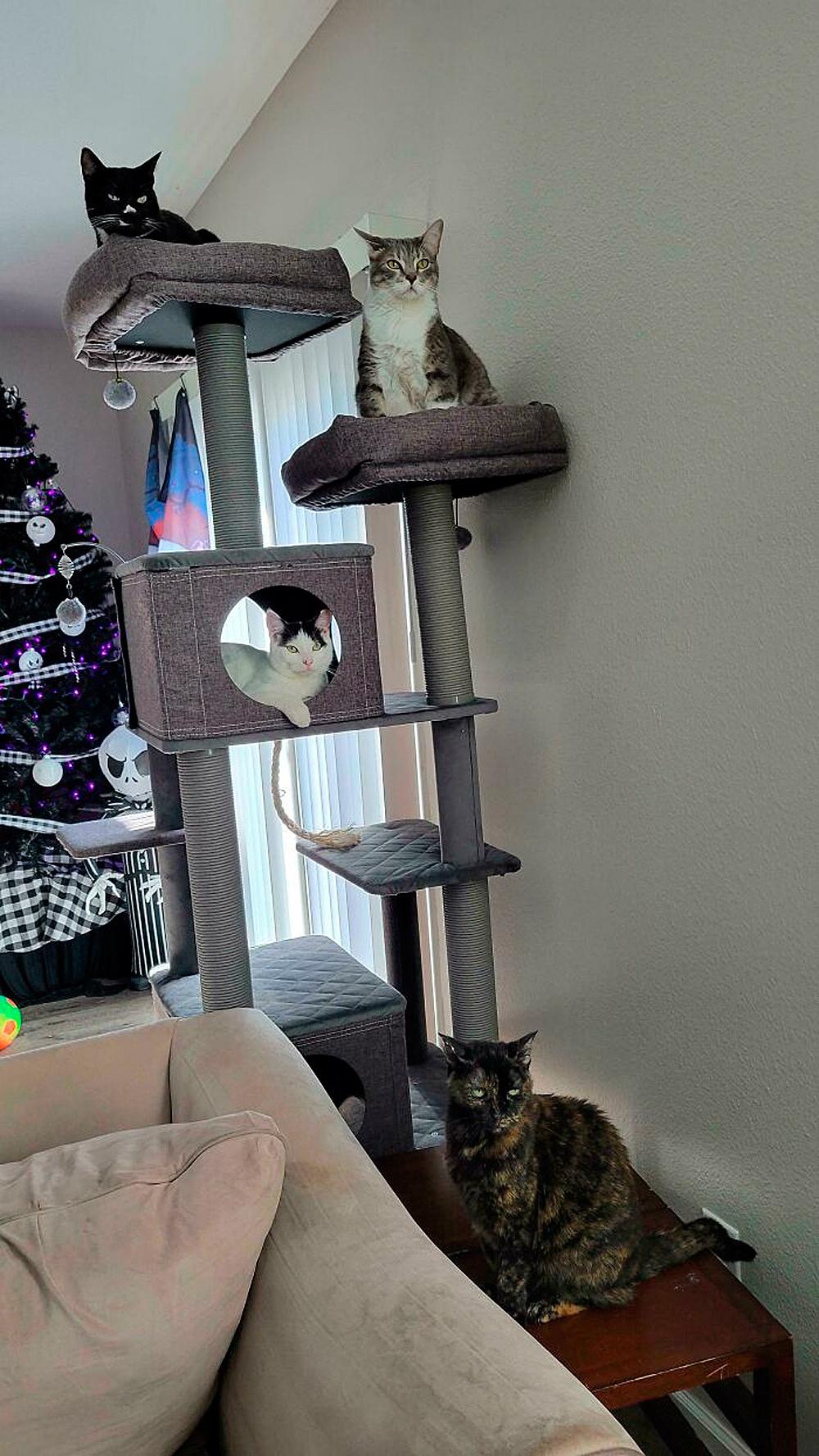 Очень смешные коты, которые собрались на совещание  evergreen,format-article,noindex,Развлечения