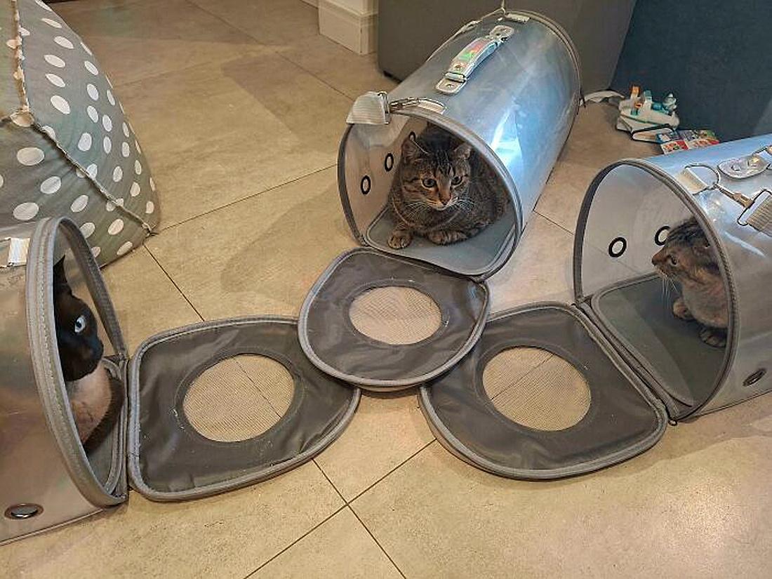 Очень смешные коты, которые собрались на совещание  evergreen,format-article,noindex,Развлечения