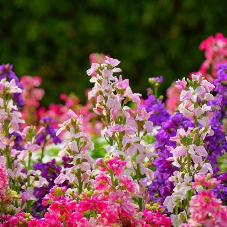 садовые ароматные цветы