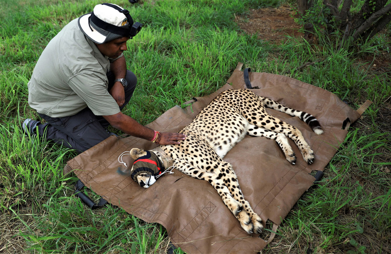 Инспектор лесного хозяйства осматривает гепарда
