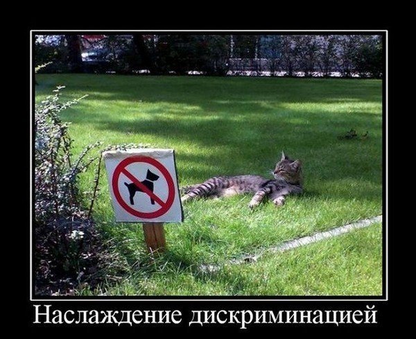 Веселые демотиваторы для хорошего настроения в субботу