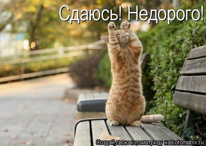 Котоматрица. Мысли вслух :) 