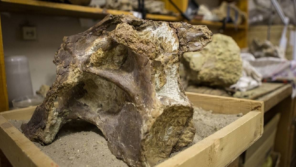 Палеонтолог Брайан Кертис назвал суперзавра самым длинным динозавром из когда-либо живших