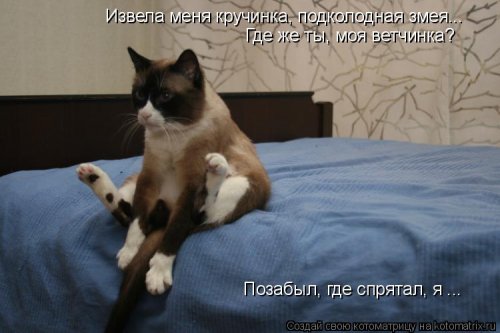 Новая котоматрица для настроения (20 фото)