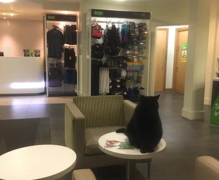 20 домашних зверушек, как источник любви и ласки для всего и всея 20 домашних зверушек, как источник любви и ласки для всего и всея не всё так грустно