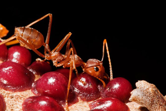 Удивительные муравьи-портные 